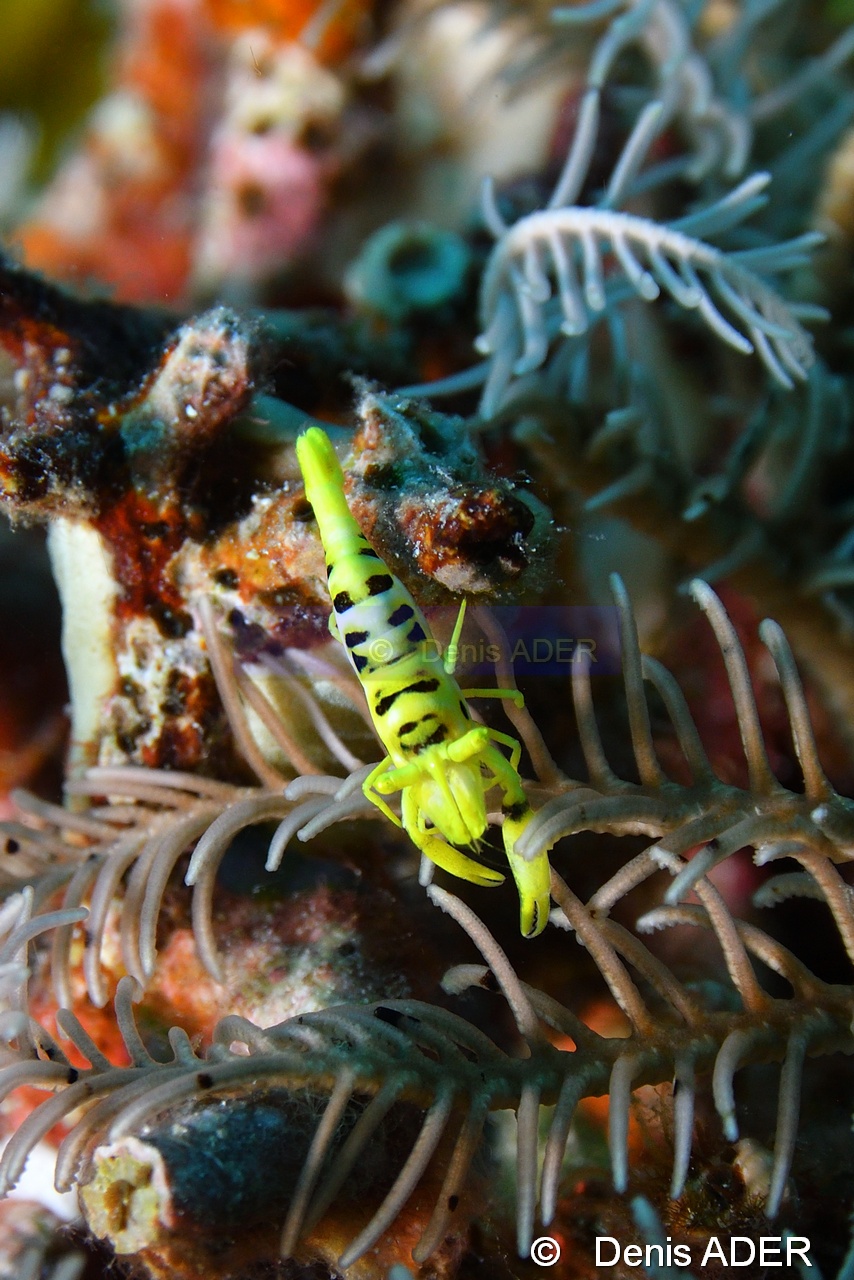 Laomenes cornutus-Liwutonkidi Island-11m-20180604-Denis-ADER-DSC_3864_tn.jpg